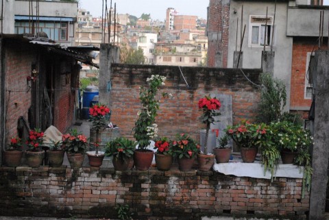 The flowers of KTM